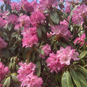 This is an image of pink flowers.
