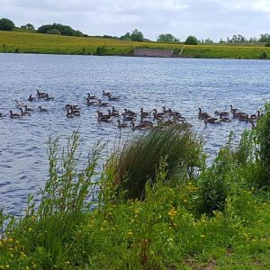 This is an image of ducks at RSPB St Aidans