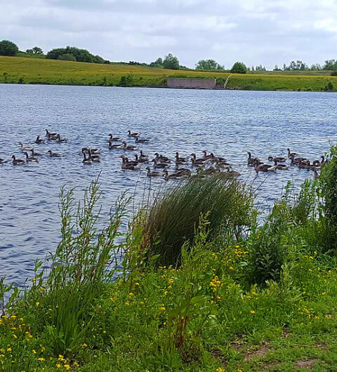 This is an image of ducks at RSPB St Aidans