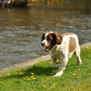 Image of a spaniel on a walk