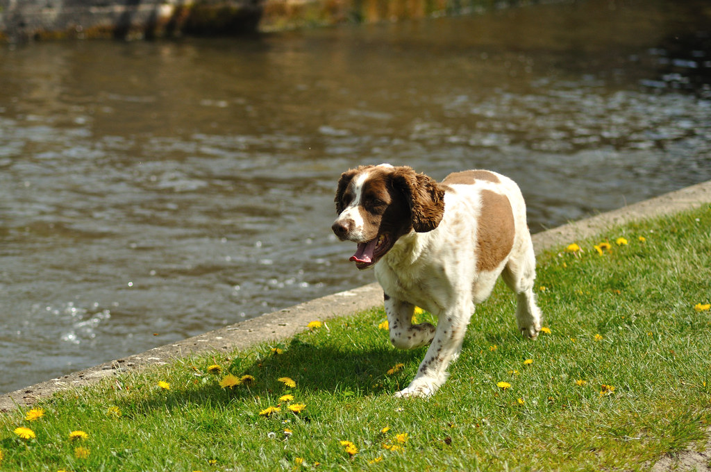 Image of a spaniel on a walk