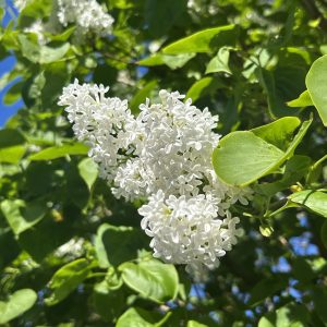 Image of Bramley flowers