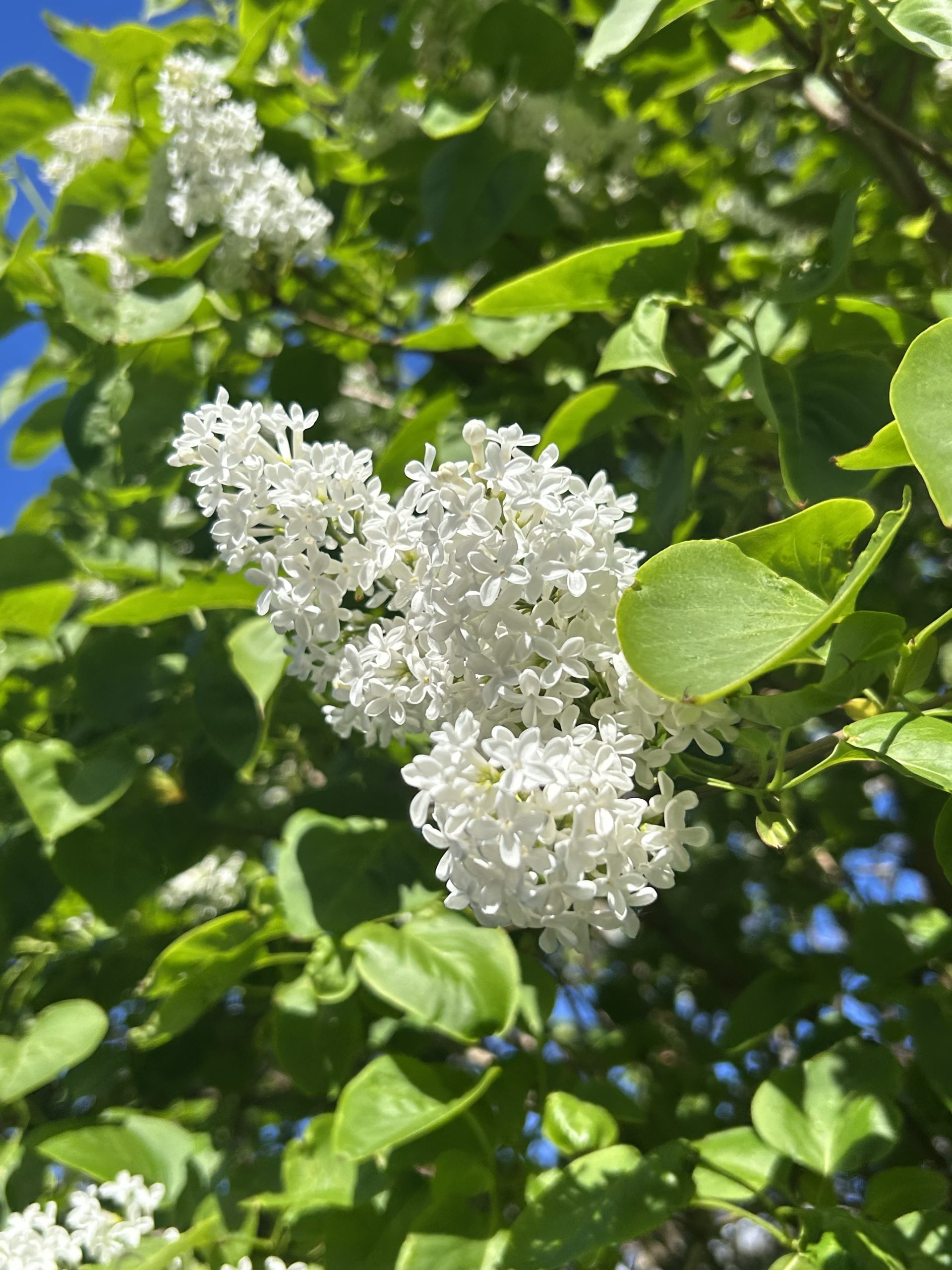 Image of Bramley flowers