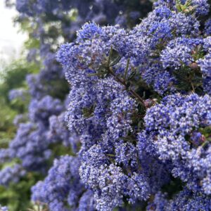 Picture of purple flowers
